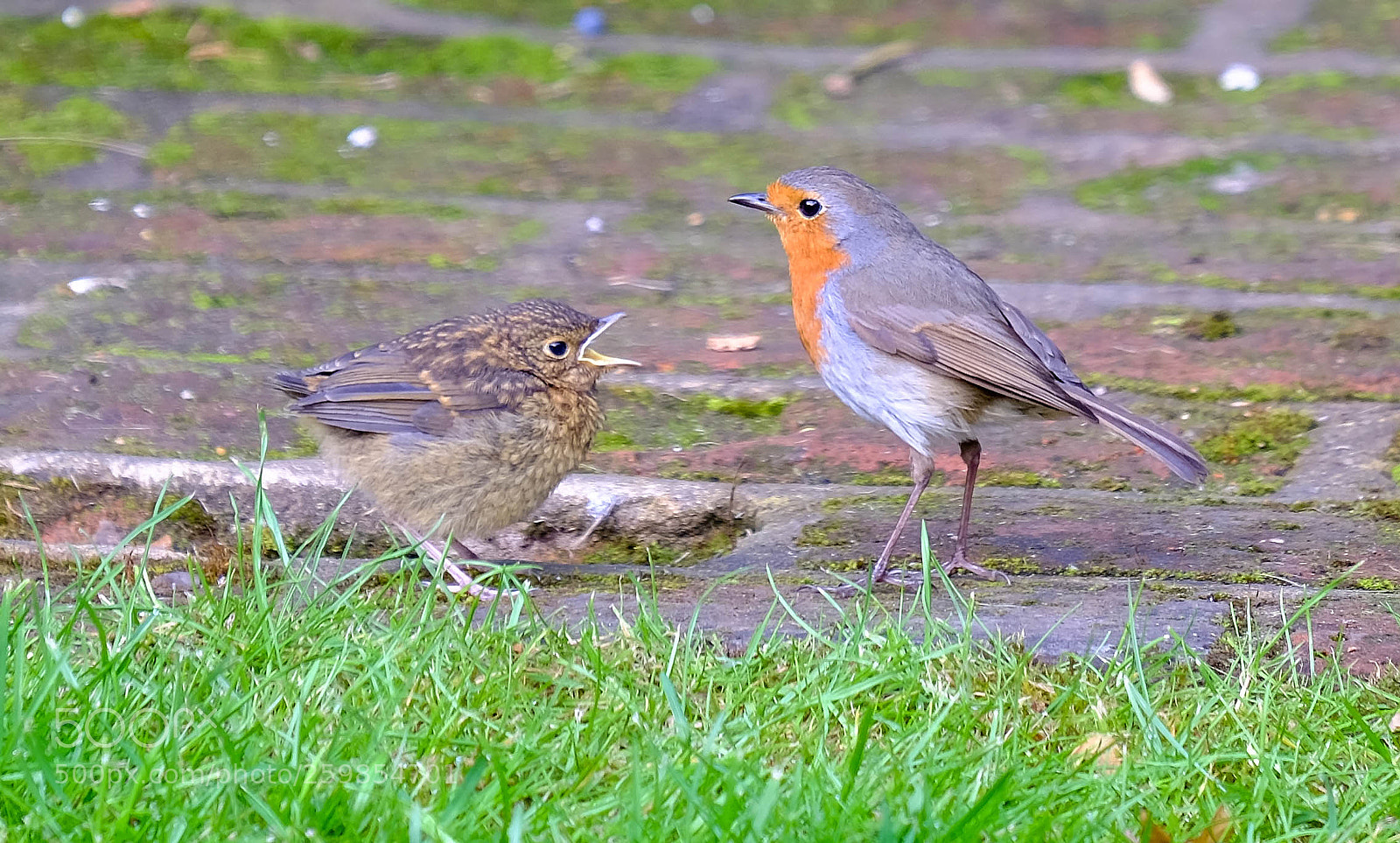 Fujifilm X-T1 sample photo. Feeding time photography