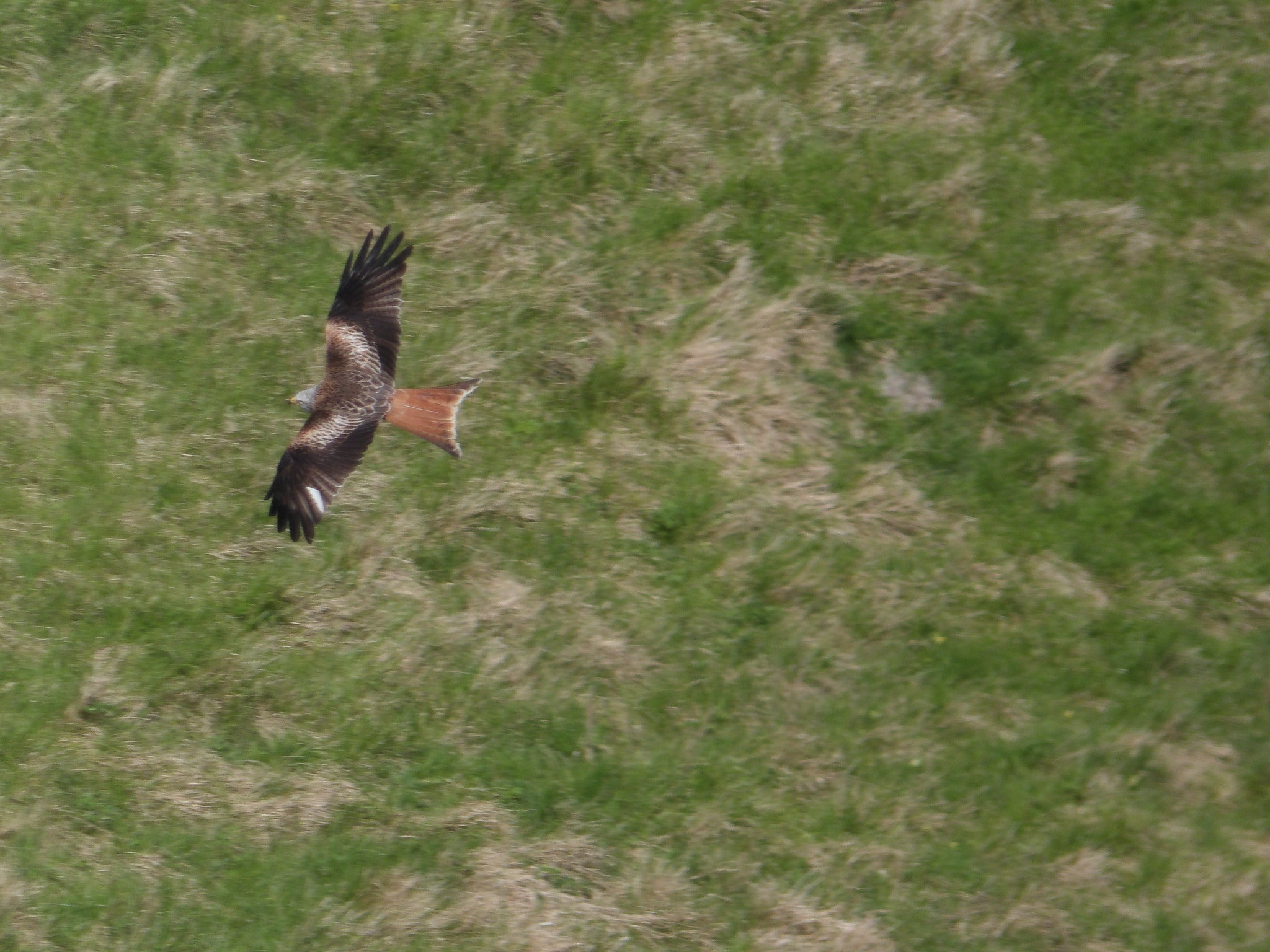 JK KODAK PIXPRO AZ651 sample photo. Red kite photography