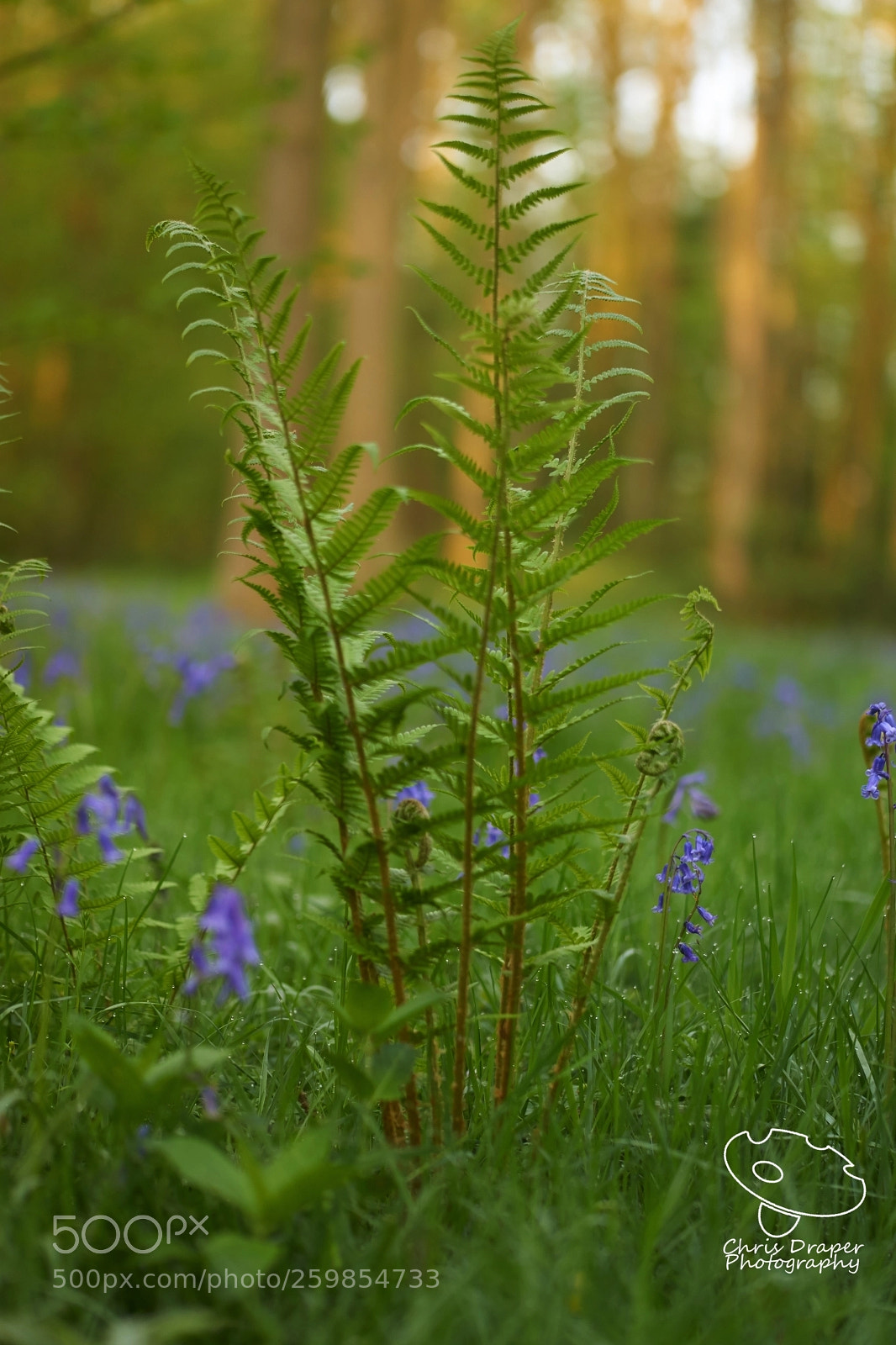 Sony ILCA-77M2 sample photo. Bracken & bluebells photography