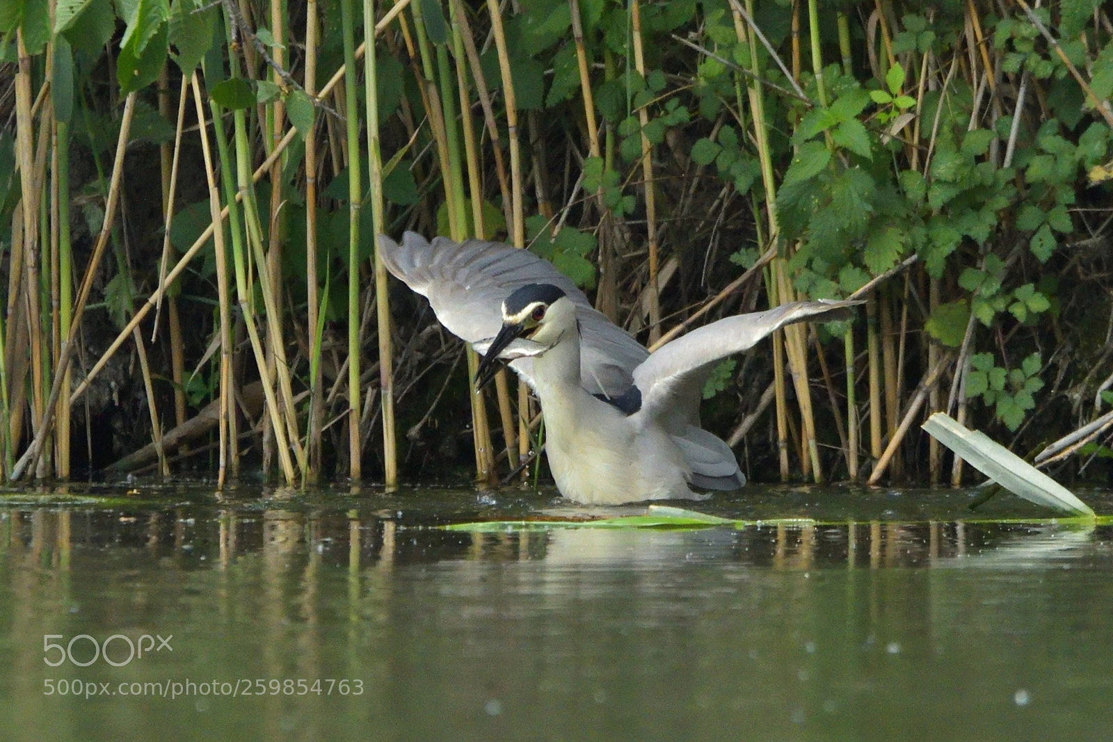 Nikon D750 sample photo. Black-crowned night heron caught photography