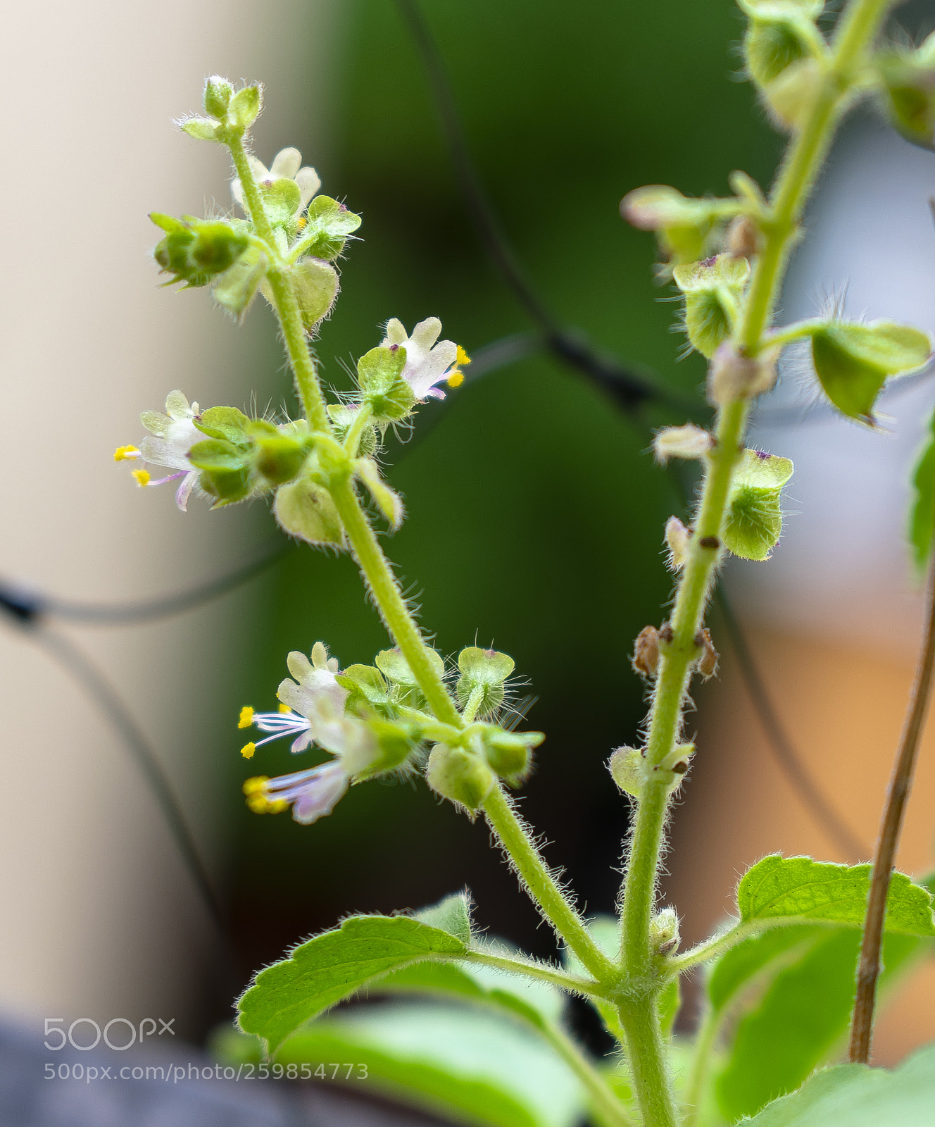 Nikon D3400 sample photo. Flower photography