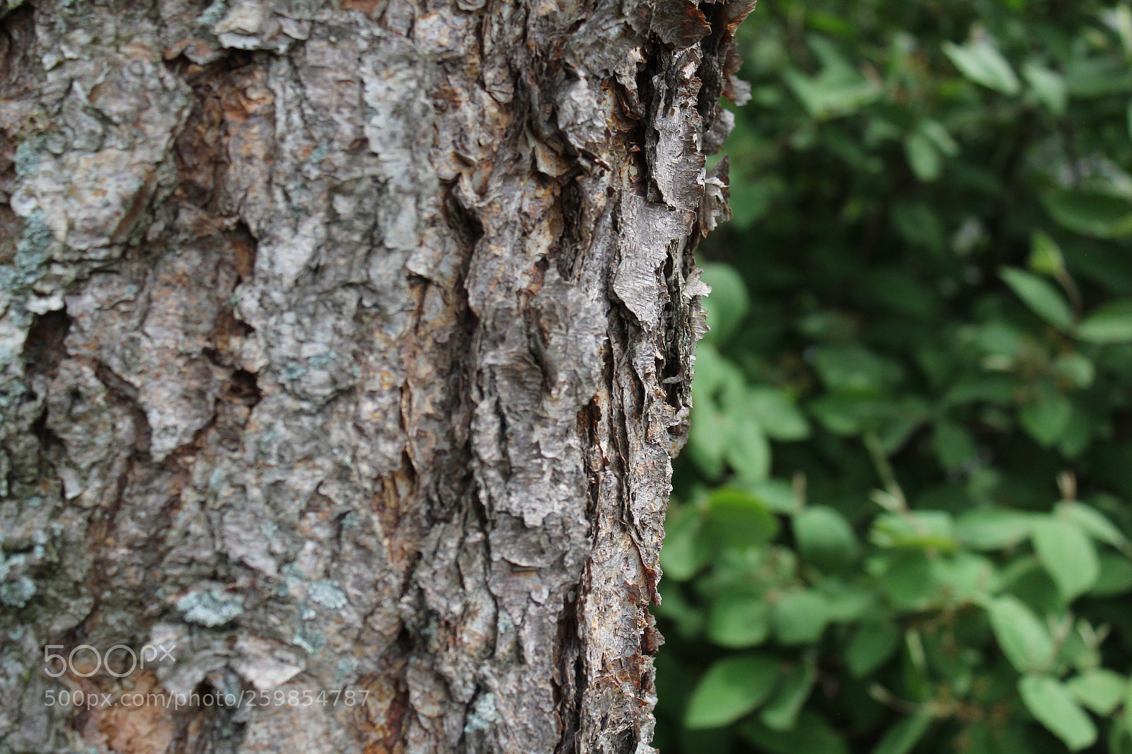 Canon EOS 1300D (EOS Rebel T6 / EOS Kiss X80) sample photo. Tree photography