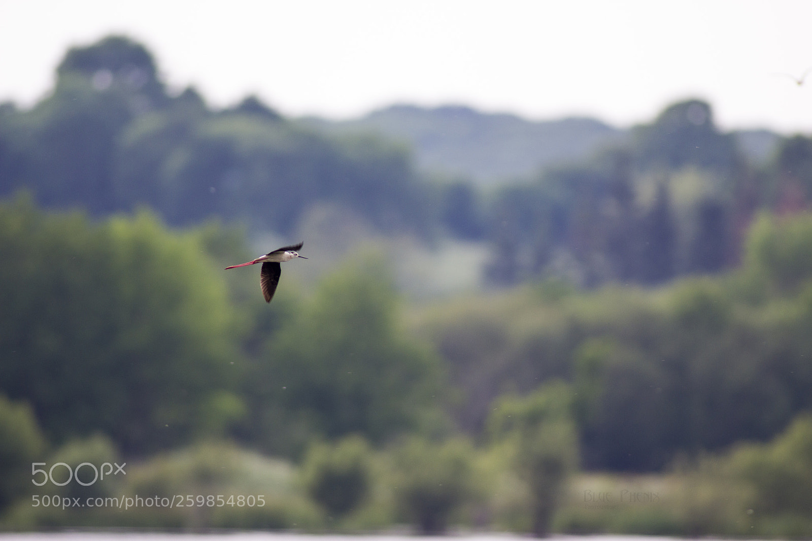 Canon EOS 550D (EOS Rebel T2i / EOS Kiss X4) sample photo. Black-winged stilt photography