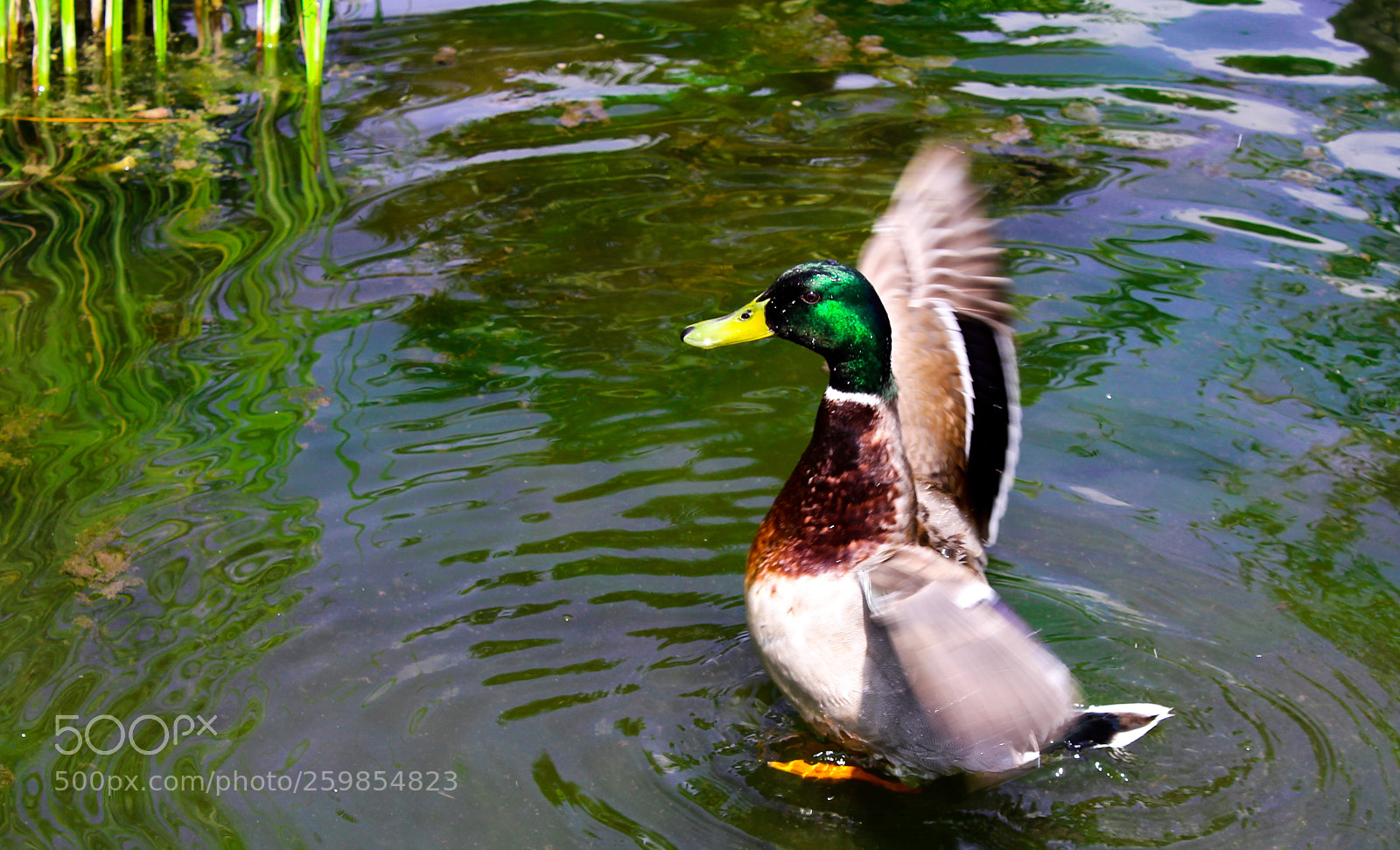 Canon EOS 700D (EOS Rebel T5i / EOS Kiss X7i) sample photo. Flapper photography