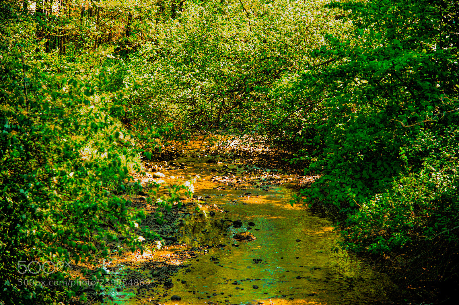 Nikon D850 sample photo. Creek along the trail photography