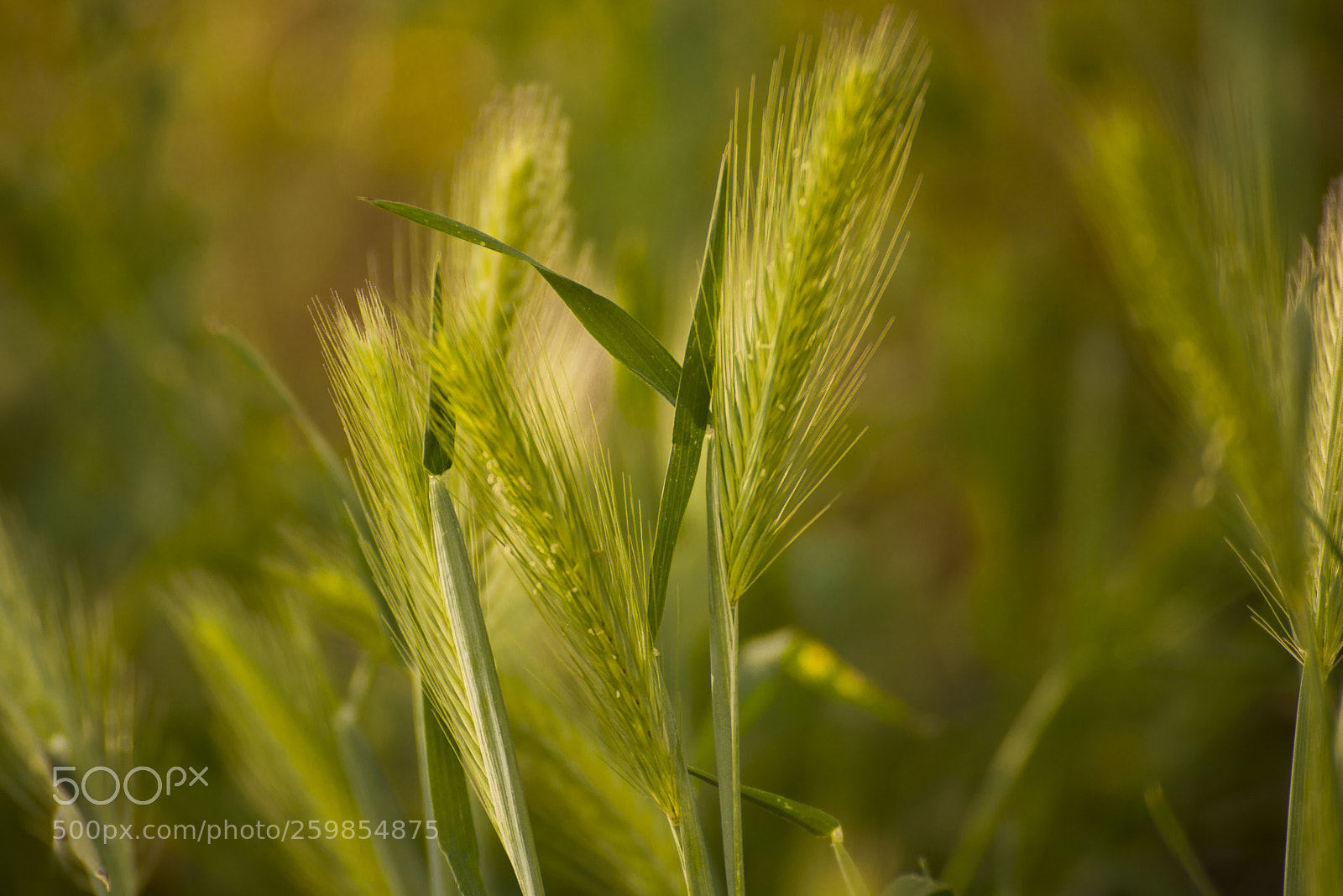 Nikon D610 sample photo. Macro photography