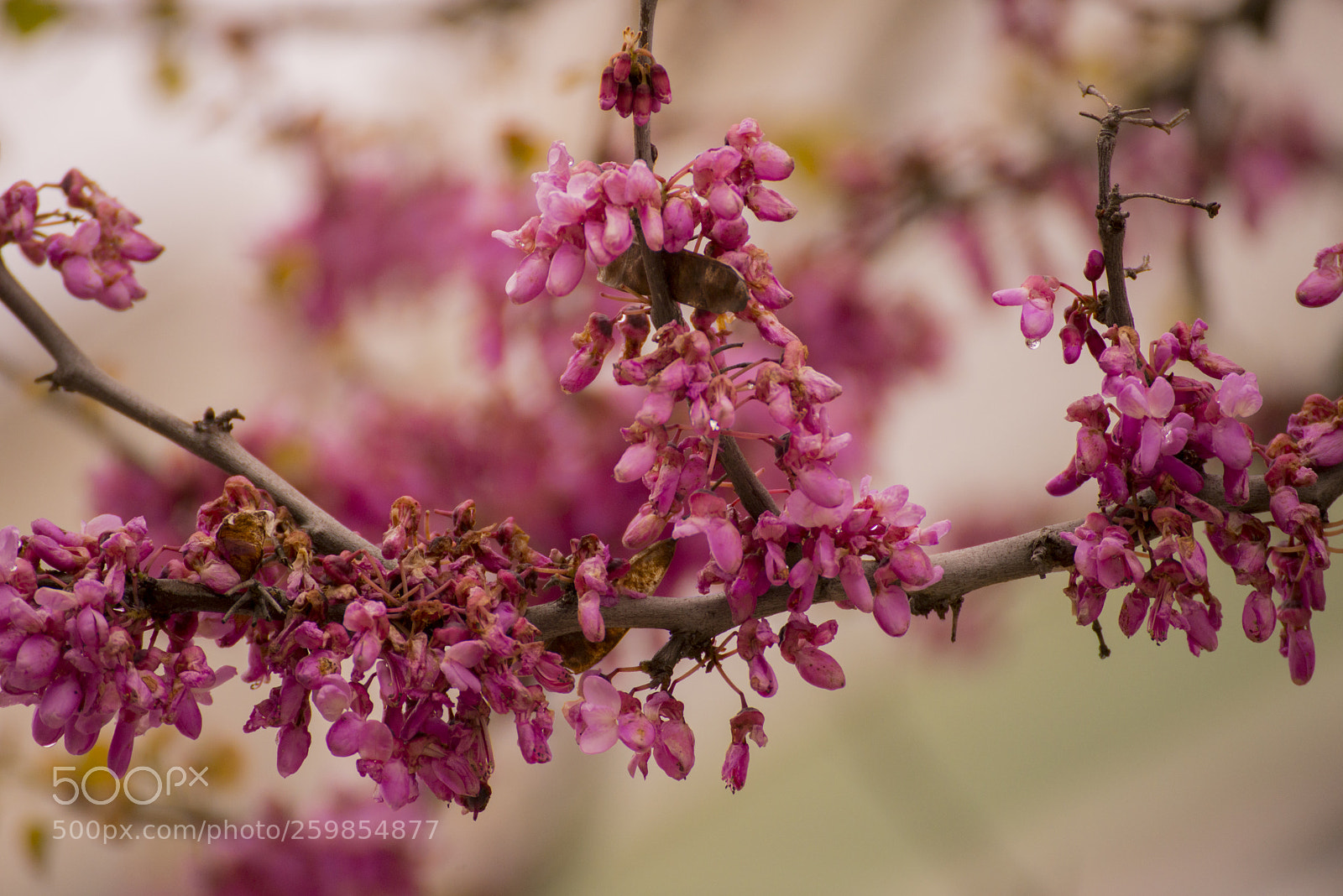 Nikon D610 sample photo. Macro photography