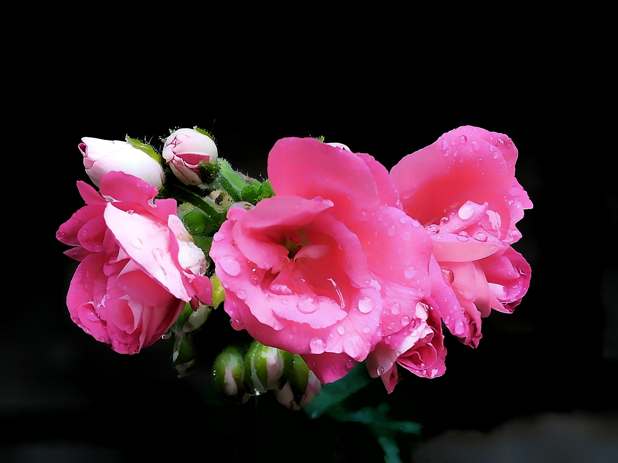 HUAWEI PRA-LX1 sample photo. Fiori/flower /花 photography