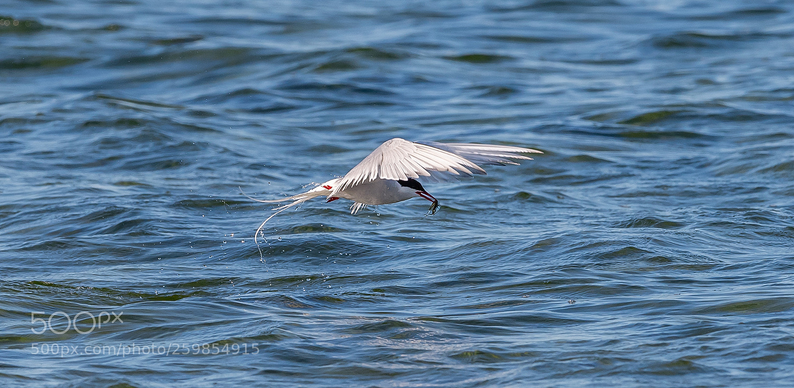 Nikon D5 sample photo. Tern photography
