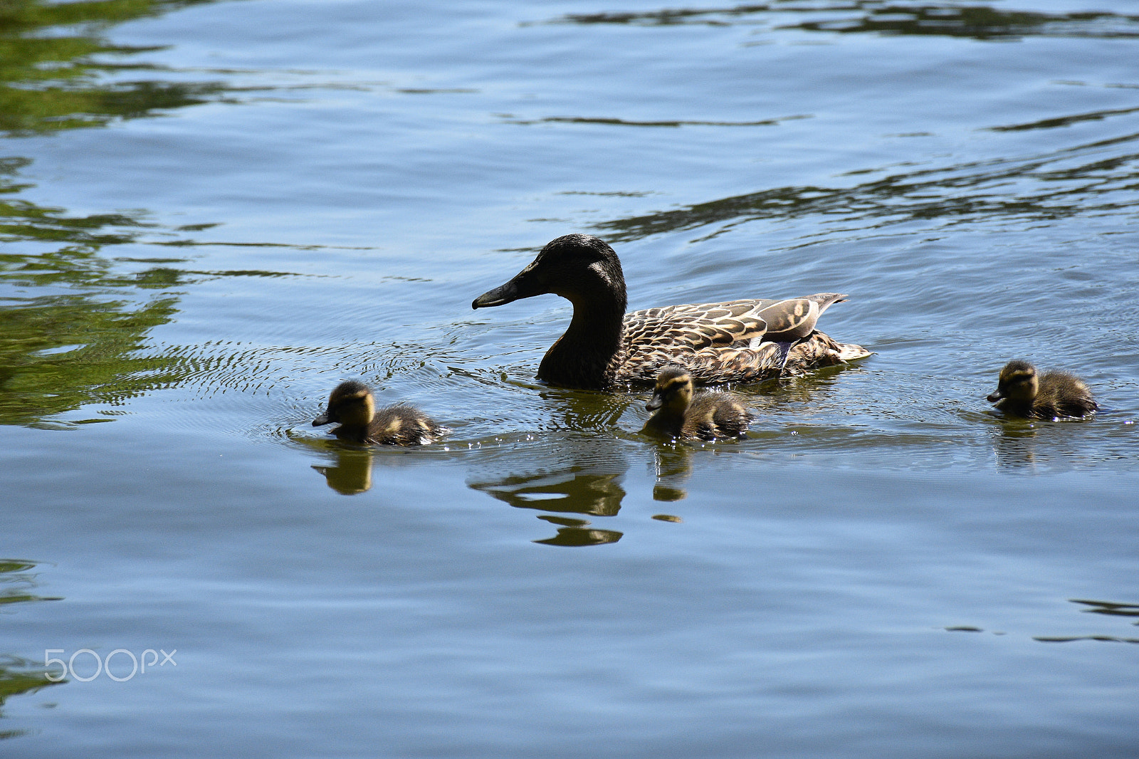 Nikon D7200 sample photo. Dsc photography