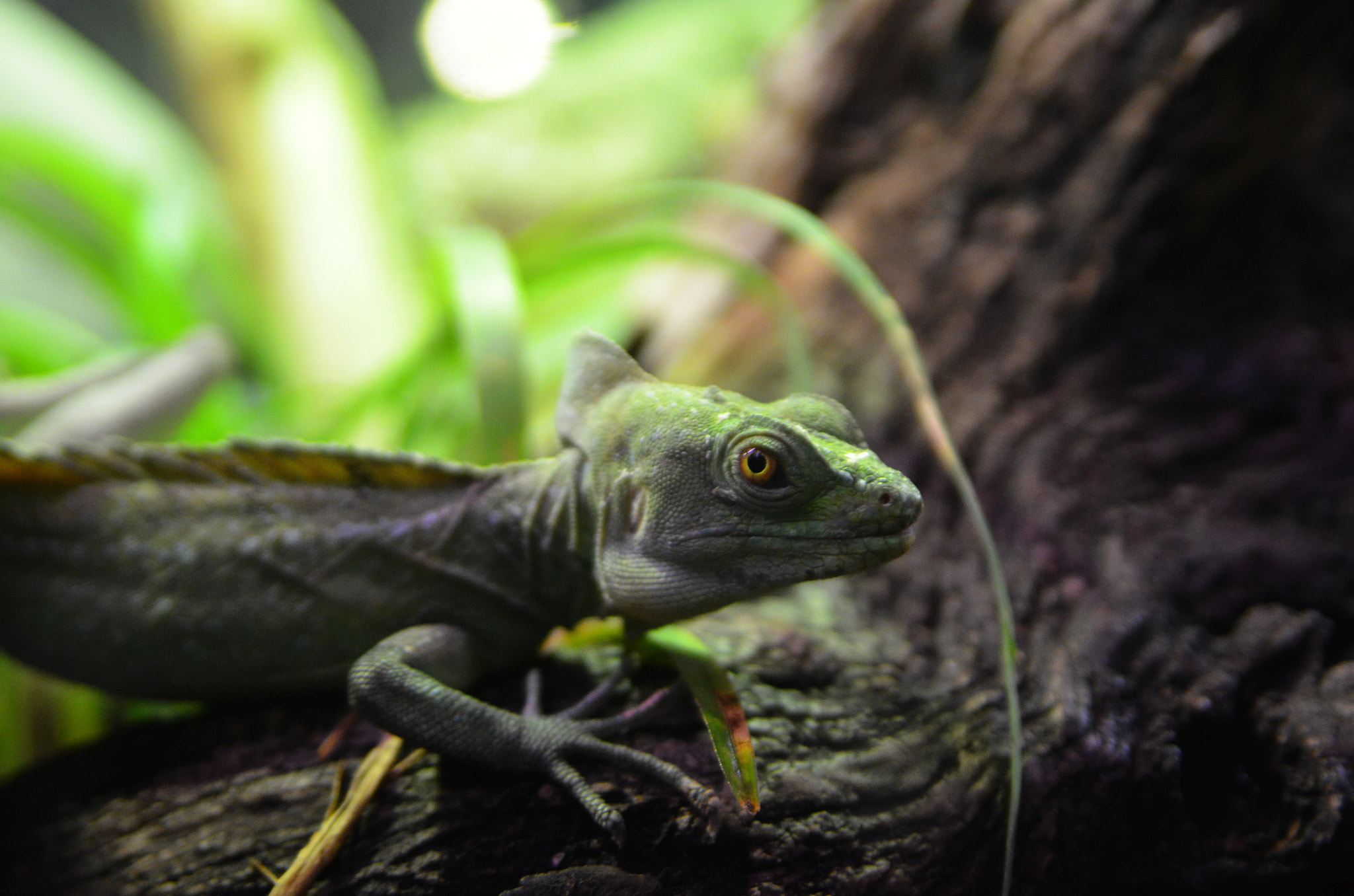Nikon D5100 sample photo. Hypnotic eye photography