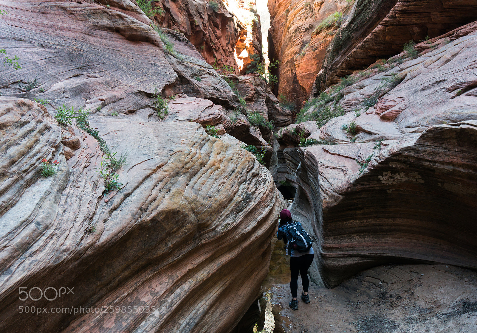 Sony Alpha NEX-6 sample photo. Echo canyon, zion national photography