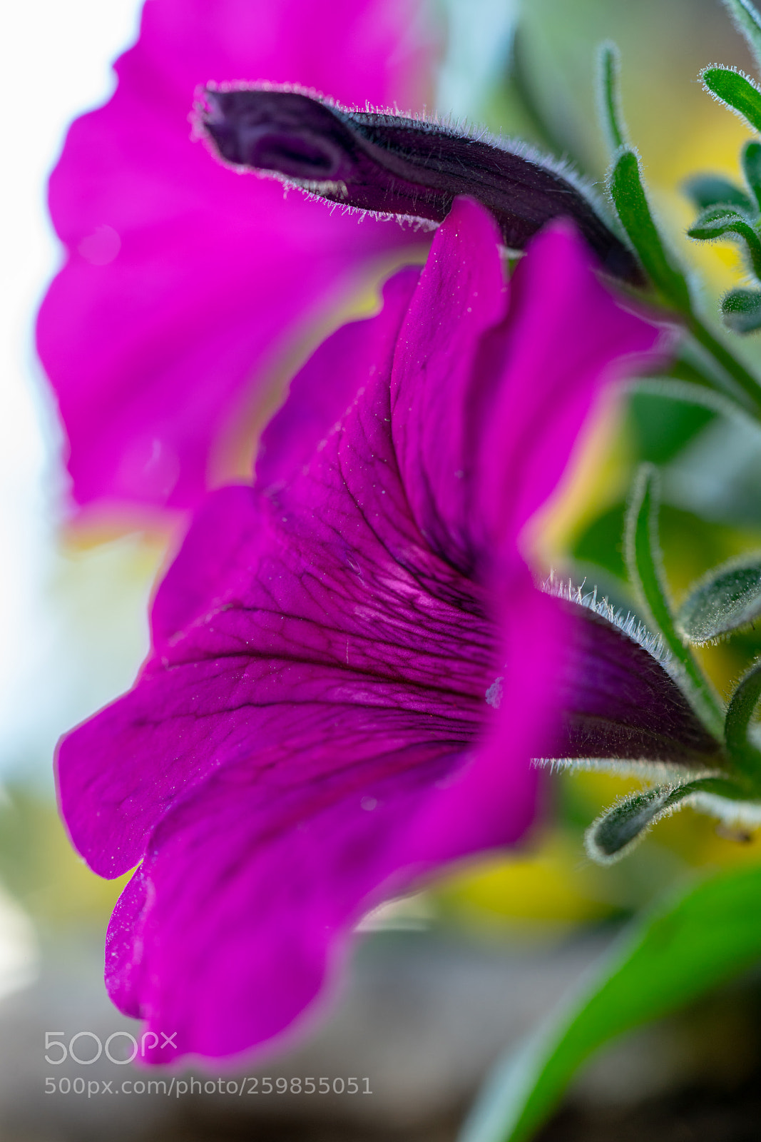 Sony a7R II sample photo. Purple power photography
