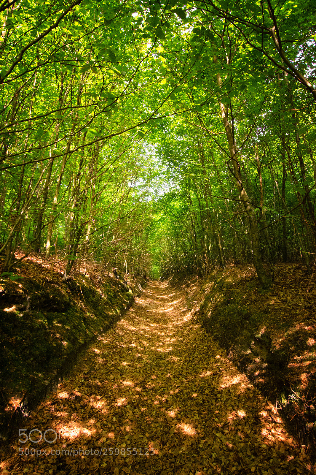 Nikon D7200 sample photo. Grüner pfad photography
