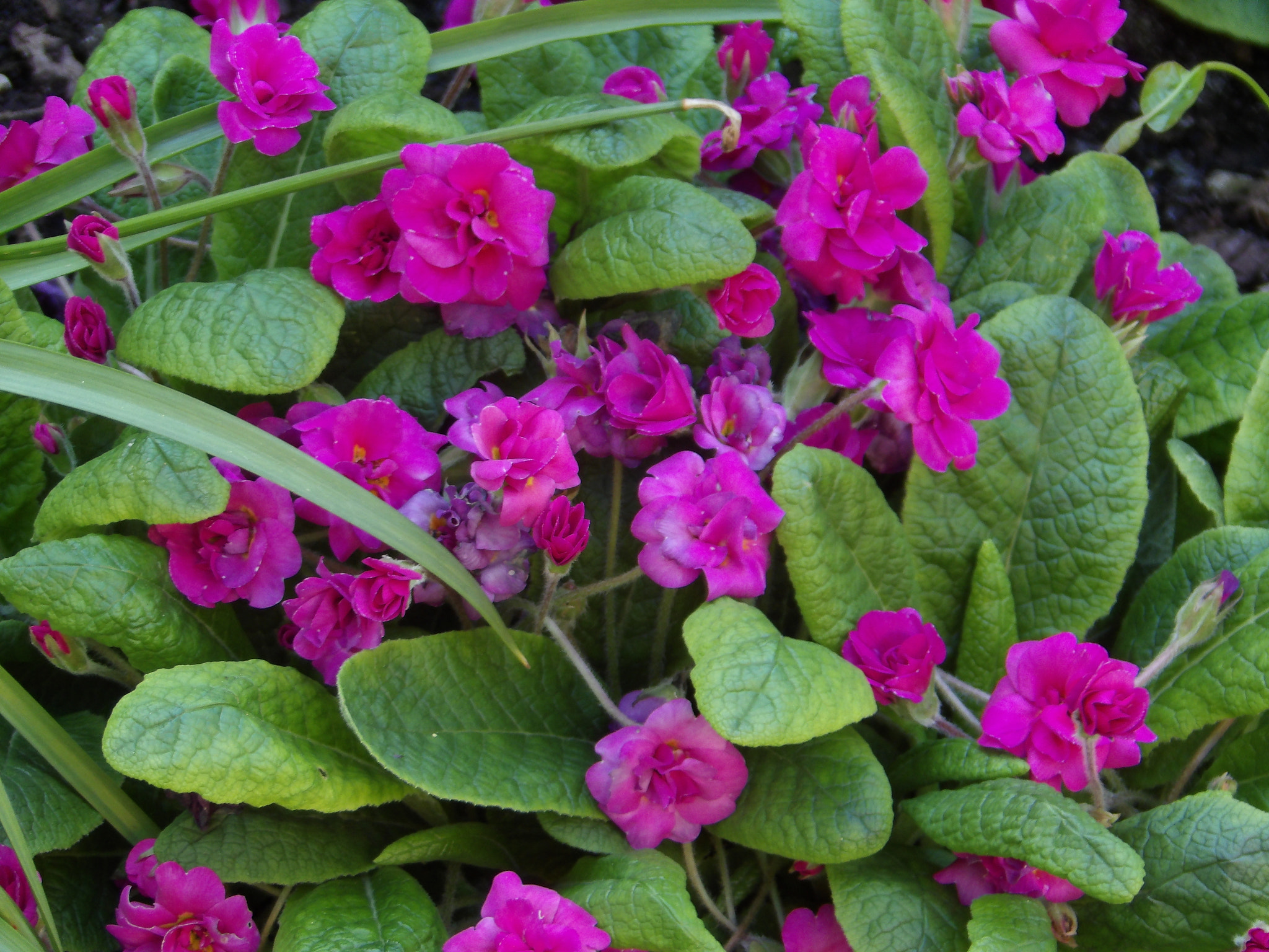JK KODAK PIXPRO AZ651 sample photo. Pink flowers photography