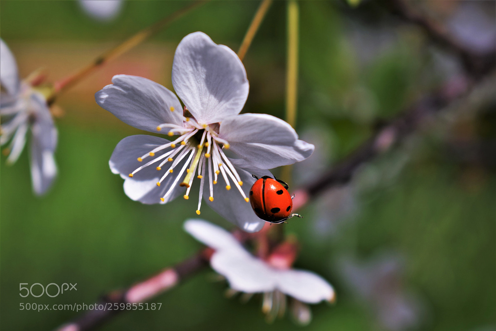 Nikon D3300 sample photo. Spring photography
