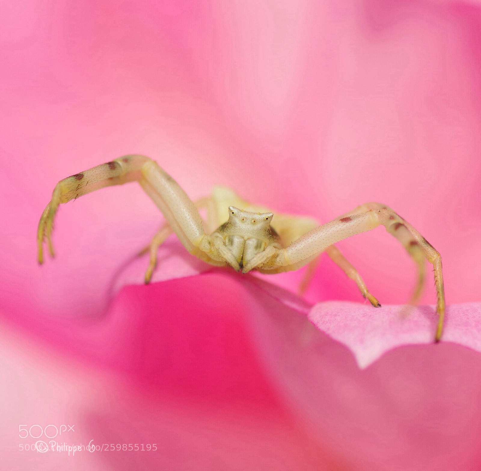 Pentax K-70 sample photo. Araign e crabe sur photography