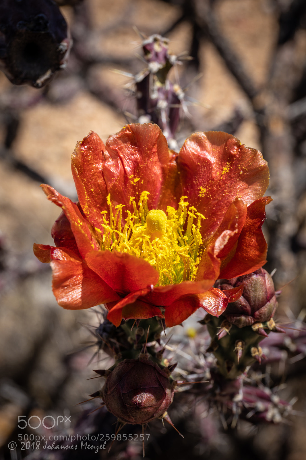 Canon EOS 5D Mark IV sample photo. Desert flower photography