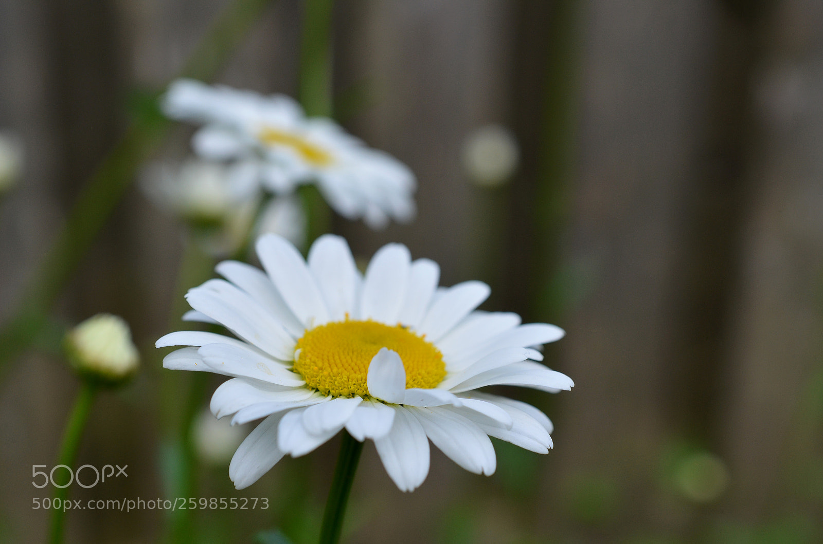 Nikon D5100 sample photo. Fresh as a daisy photography