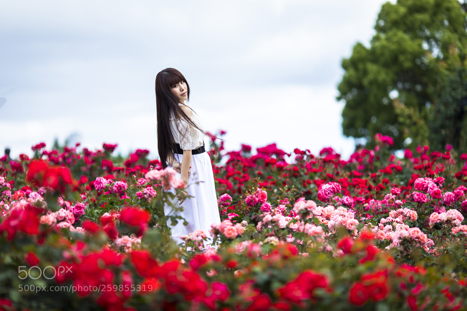 Canon EOS 5D Mark IV sample photo. 「rose field」 photography