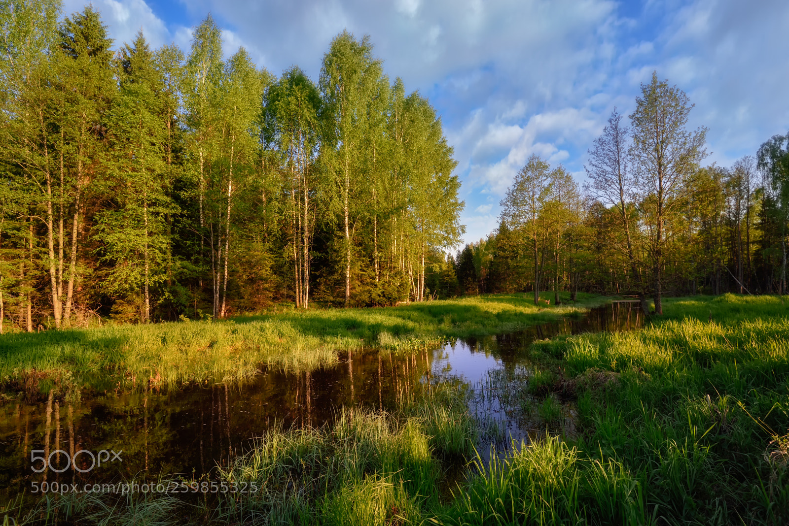 Nikon D750 sample photo. в весеннем лесу photography