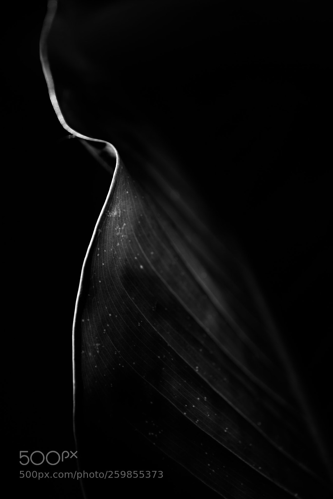 Nikon D600 sample photo. Out of reach photography