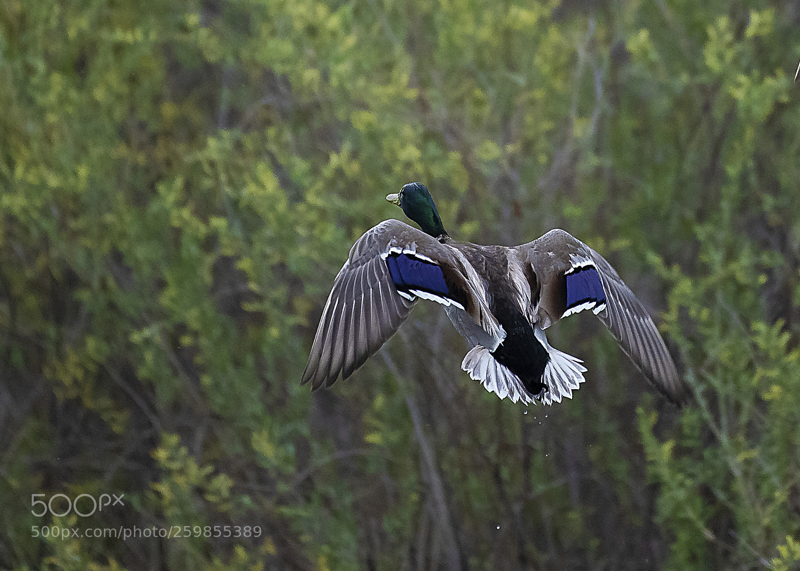 Nikon D810 sample photo. Duck in flight photography