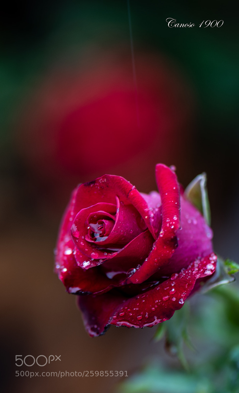 Nikon D810 sample photo. Rosa bajo la lluvia photography
