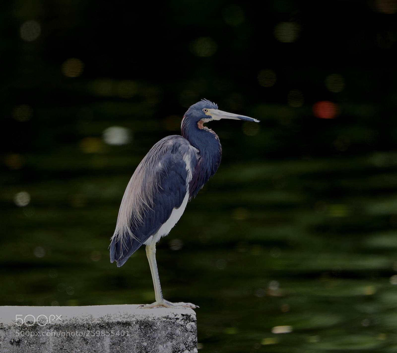 Canon EOS-1D X Mark II sample photo. 05-28-18-0020130.jpg photography