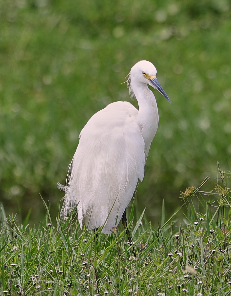 Canon EOS-1D X Mark II sample photo. 05-28-18-0020156.jpg photography