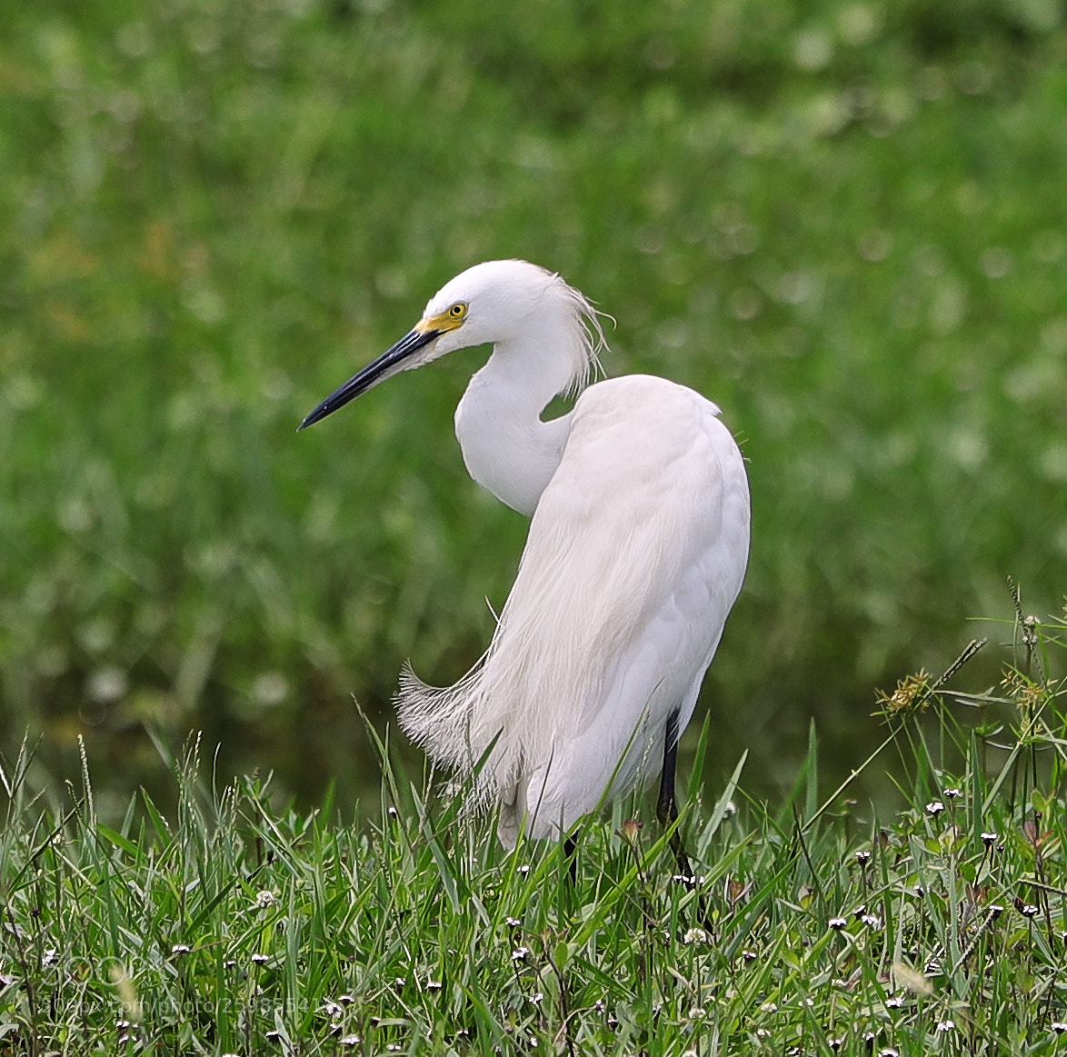 Canon EOS-1D X Mark II sample photo. 05-28-18-0020153.jpg photography
