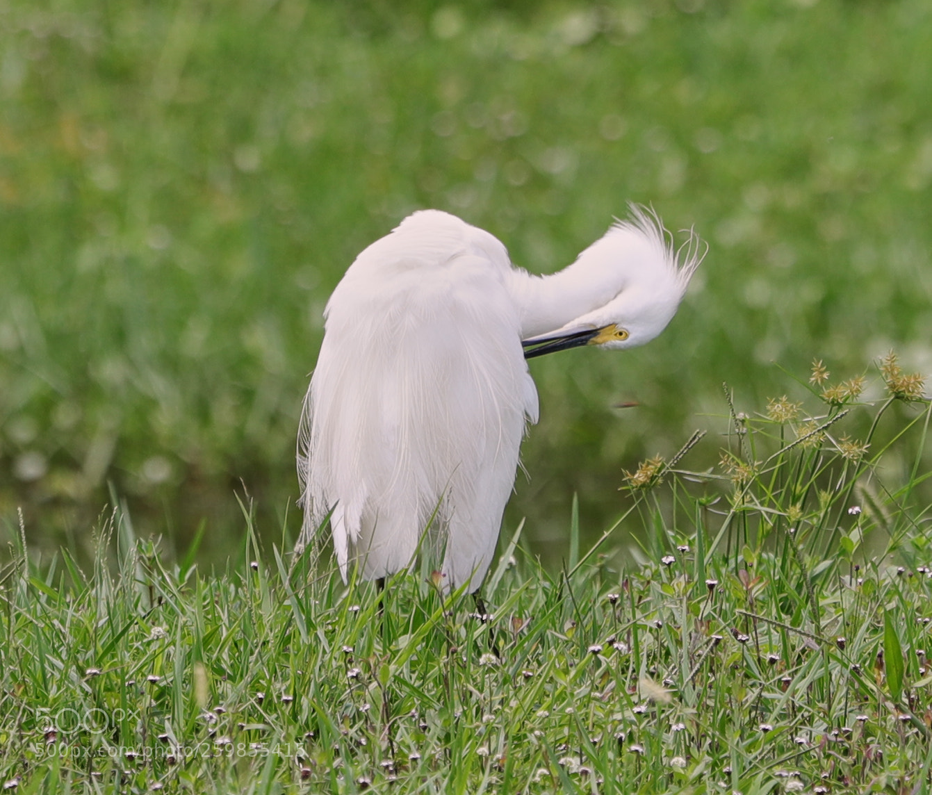 Canon EOS-1D X Mark II sample photo. 05-28-18-0020155.jpg photography