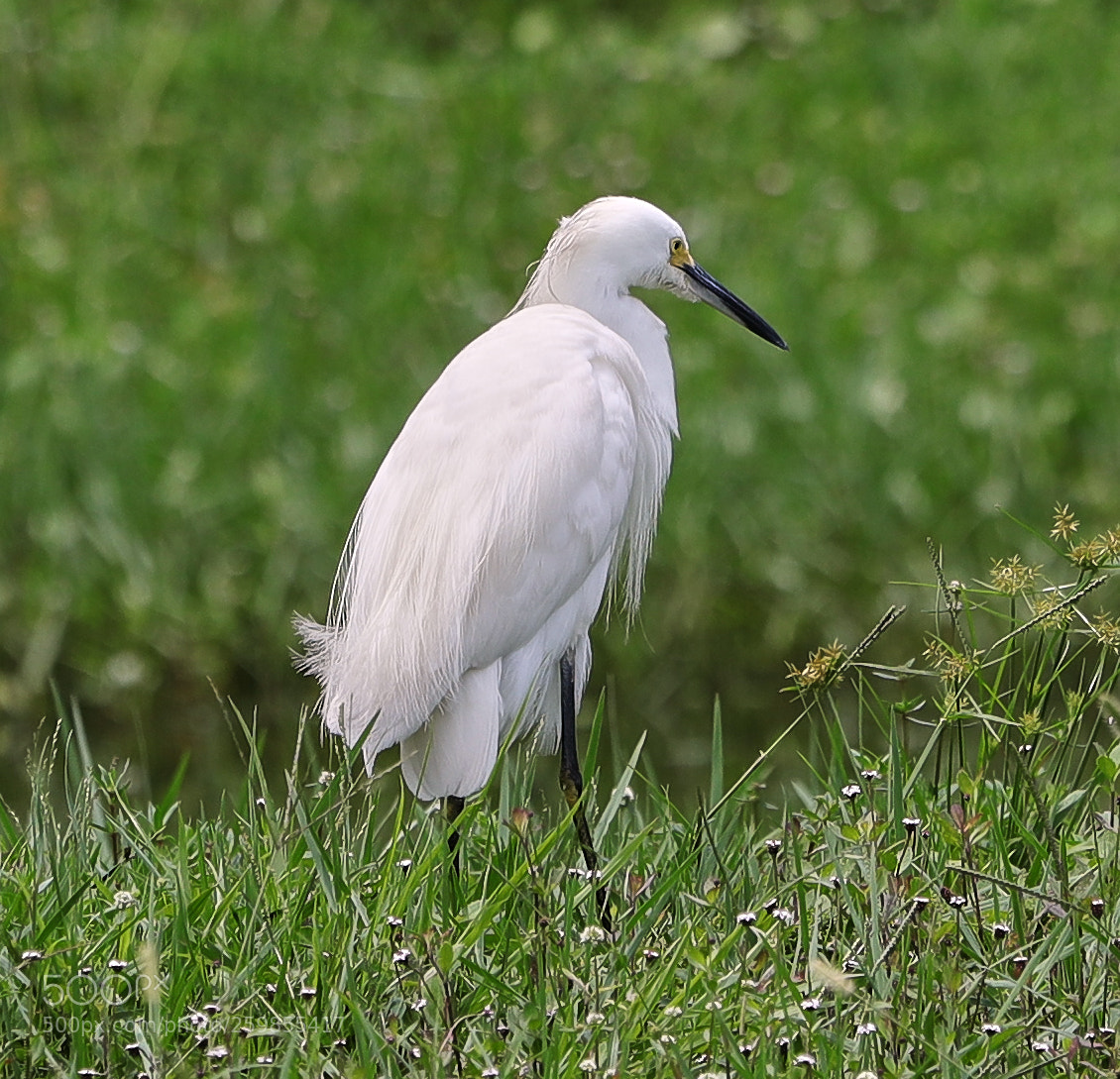 Canon EOS-1D X Mark II sample photo. 05-28-18-0020154.jpg photography