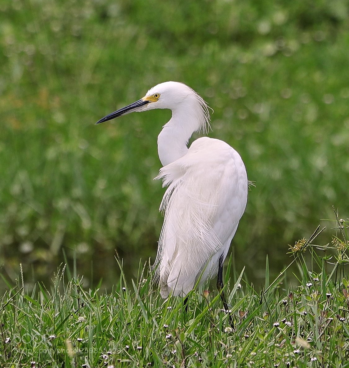 Canon EOS-1D X Mark II sample photo. 05-28-18-0020150.jpg photography