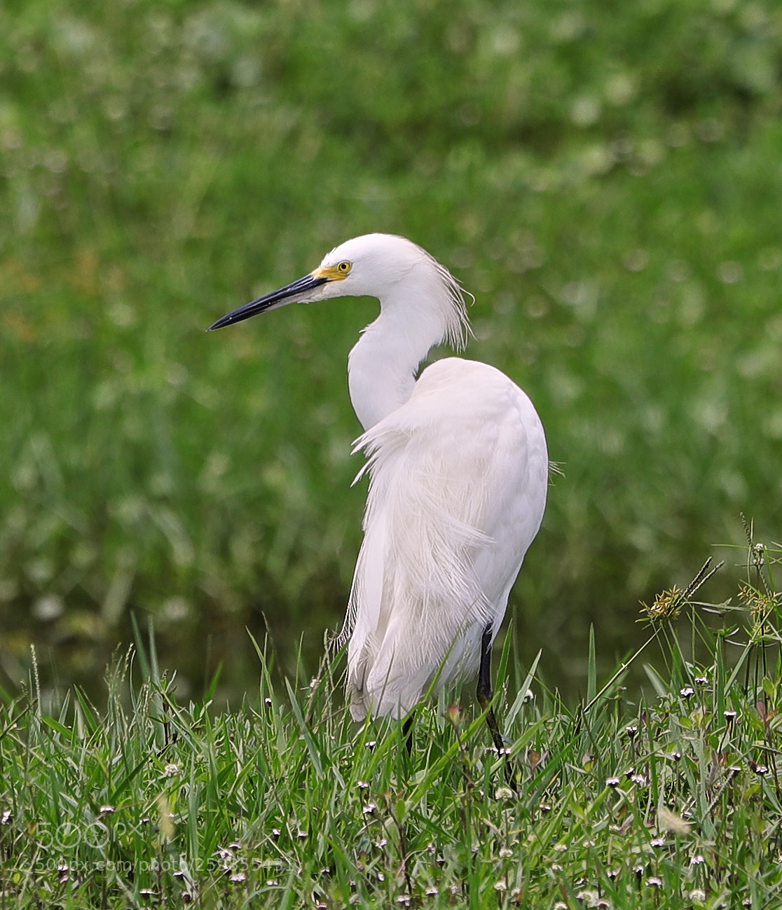 Canon EOS-1D X Mark II sample photo. 05-28-18-0020149.jpg photography