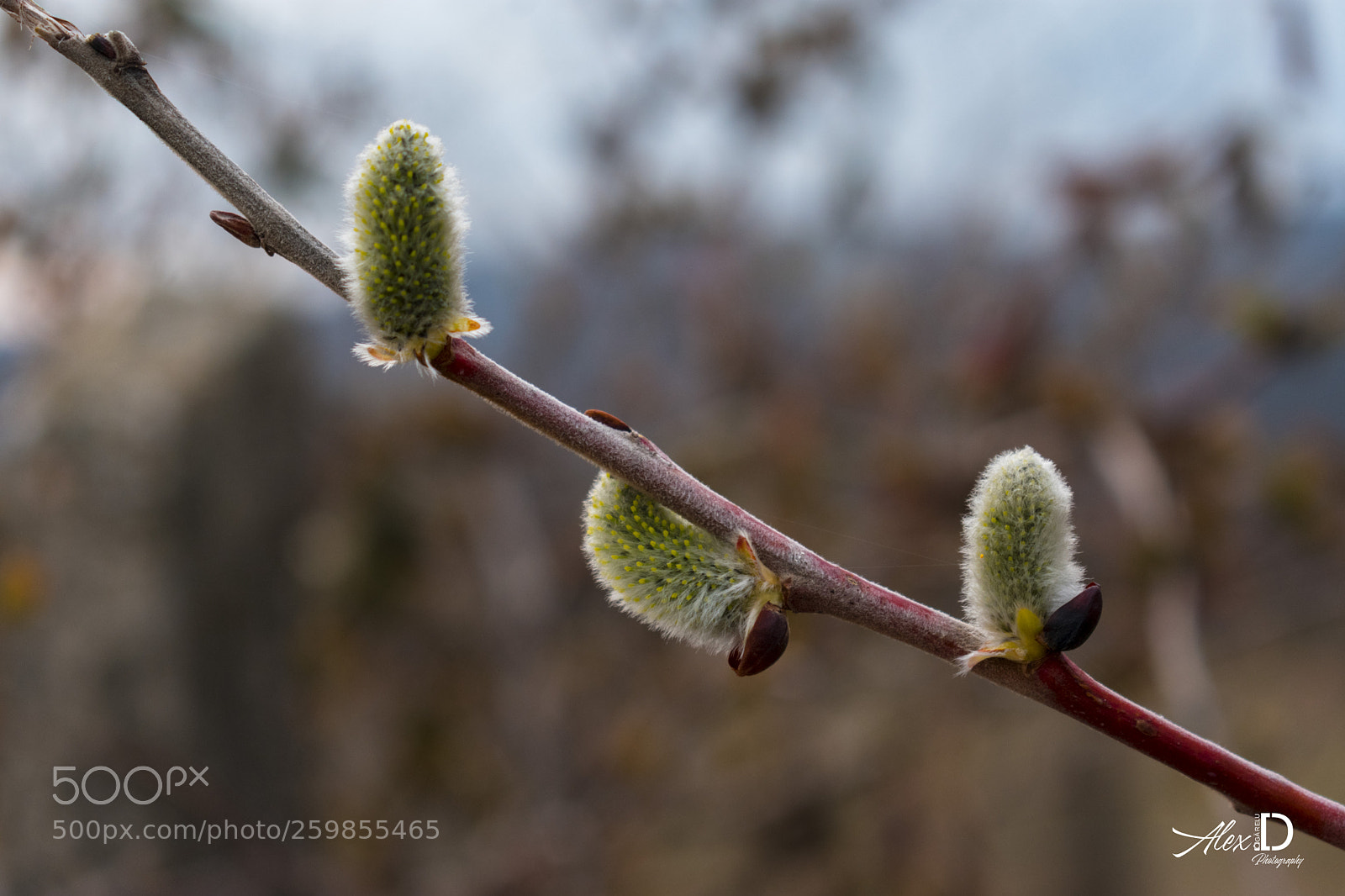 Nikon D3400 sample photo. Buds! photography