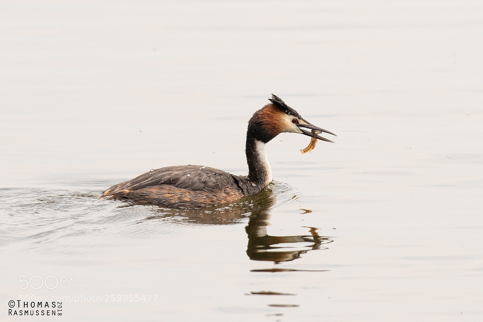 Nikon D500 sample photo. Great crested grebe with photography