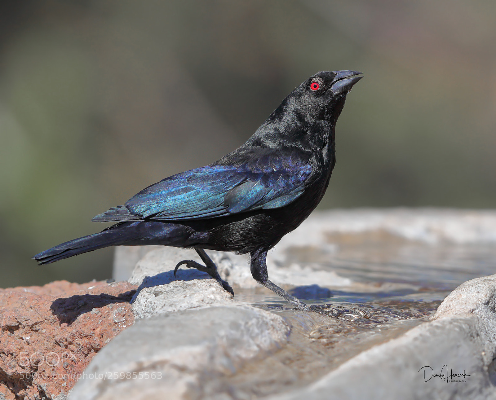 Canon EOS-1D X Mark II sample photo. Bronzed cowbird photography
