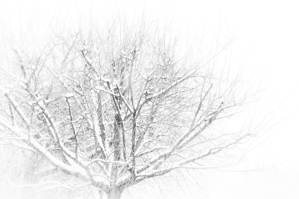 Nikon D5300 sample photo. Snowy tree in ascain photography
