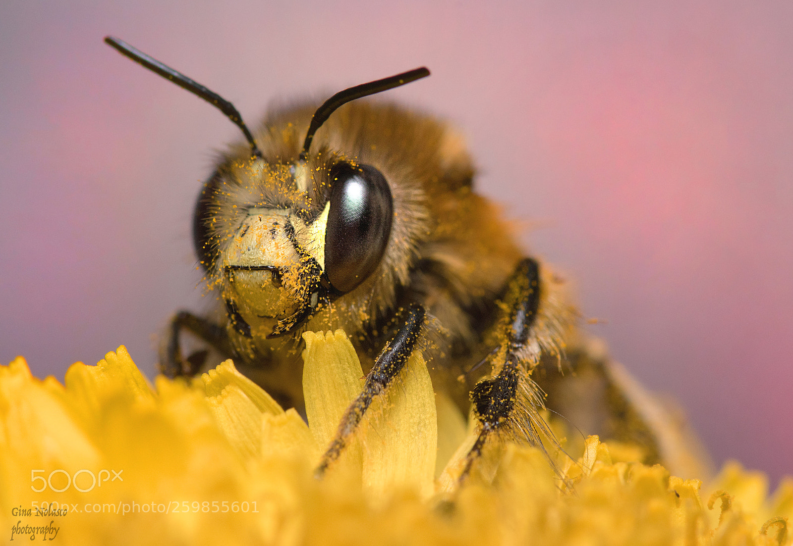 Nikon D5500 sample photo. Bee and pollen photography