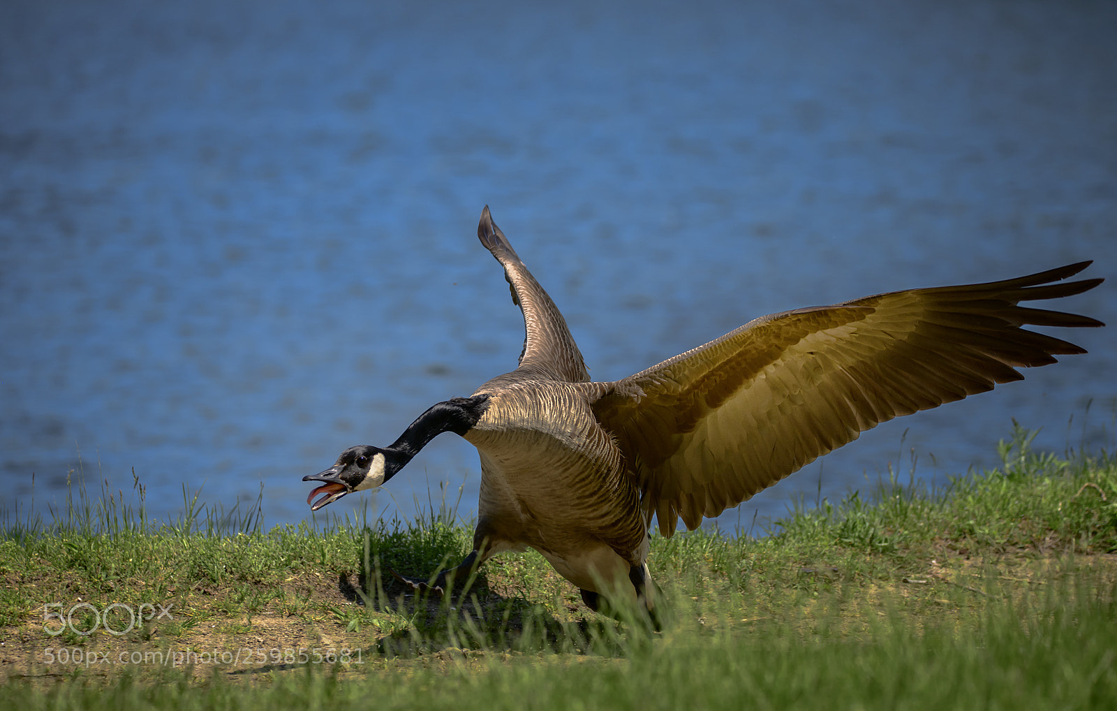 Nikon D850 sample photo. A angry goose photography