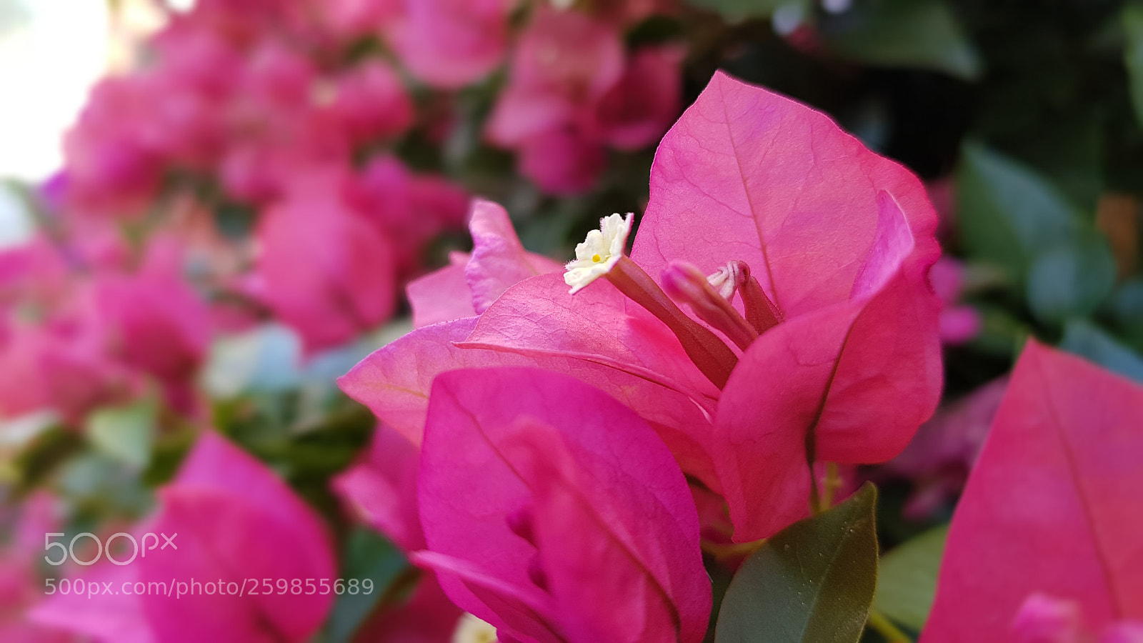 Samsung Galaxy S8 sample photo. Autumn pink photography