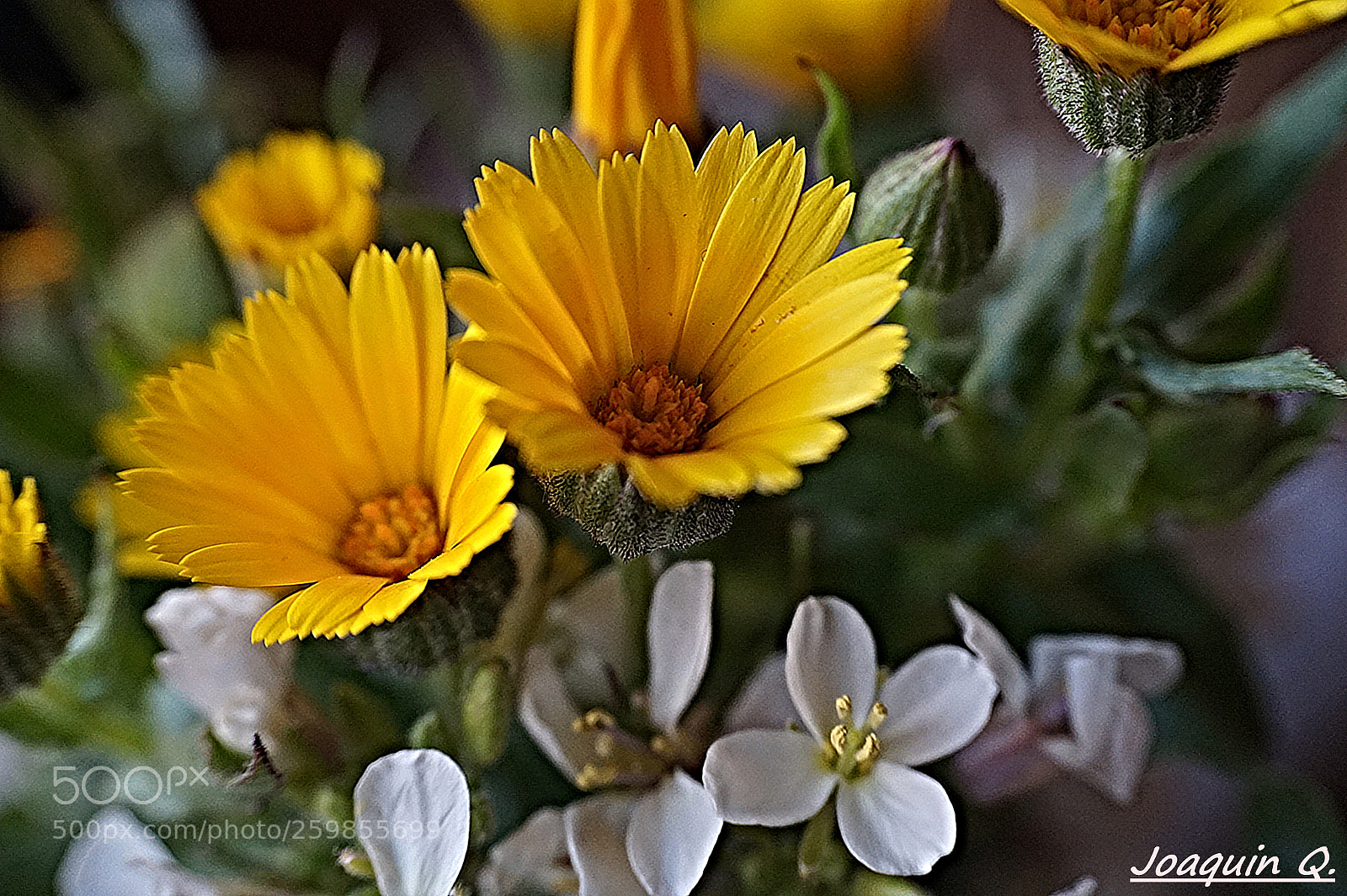 Sony Alpha a5000 (ILCE 5000) sample photo. Untitled photography