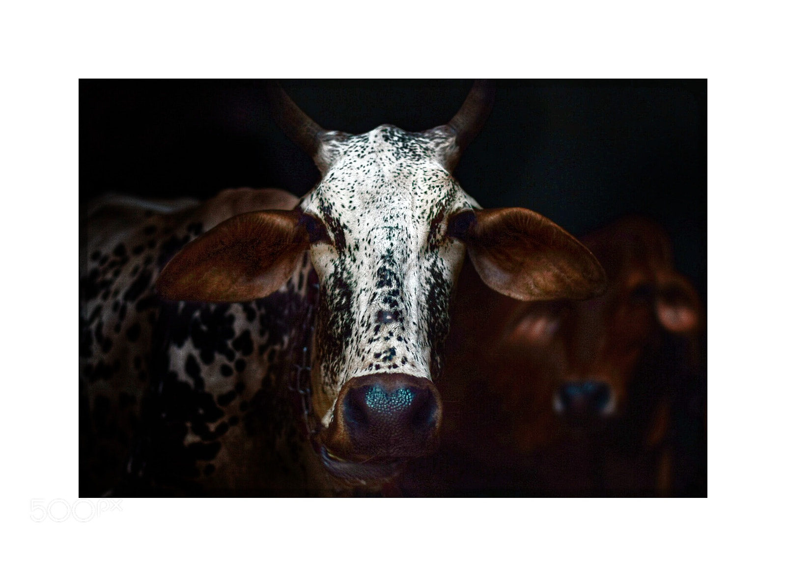 Nikon D5300 sample photo. Cows photography