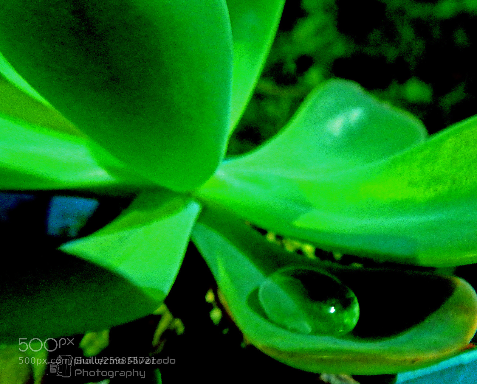 Nikon Coolpix P900 sample photo. Raindrops in the dark photography