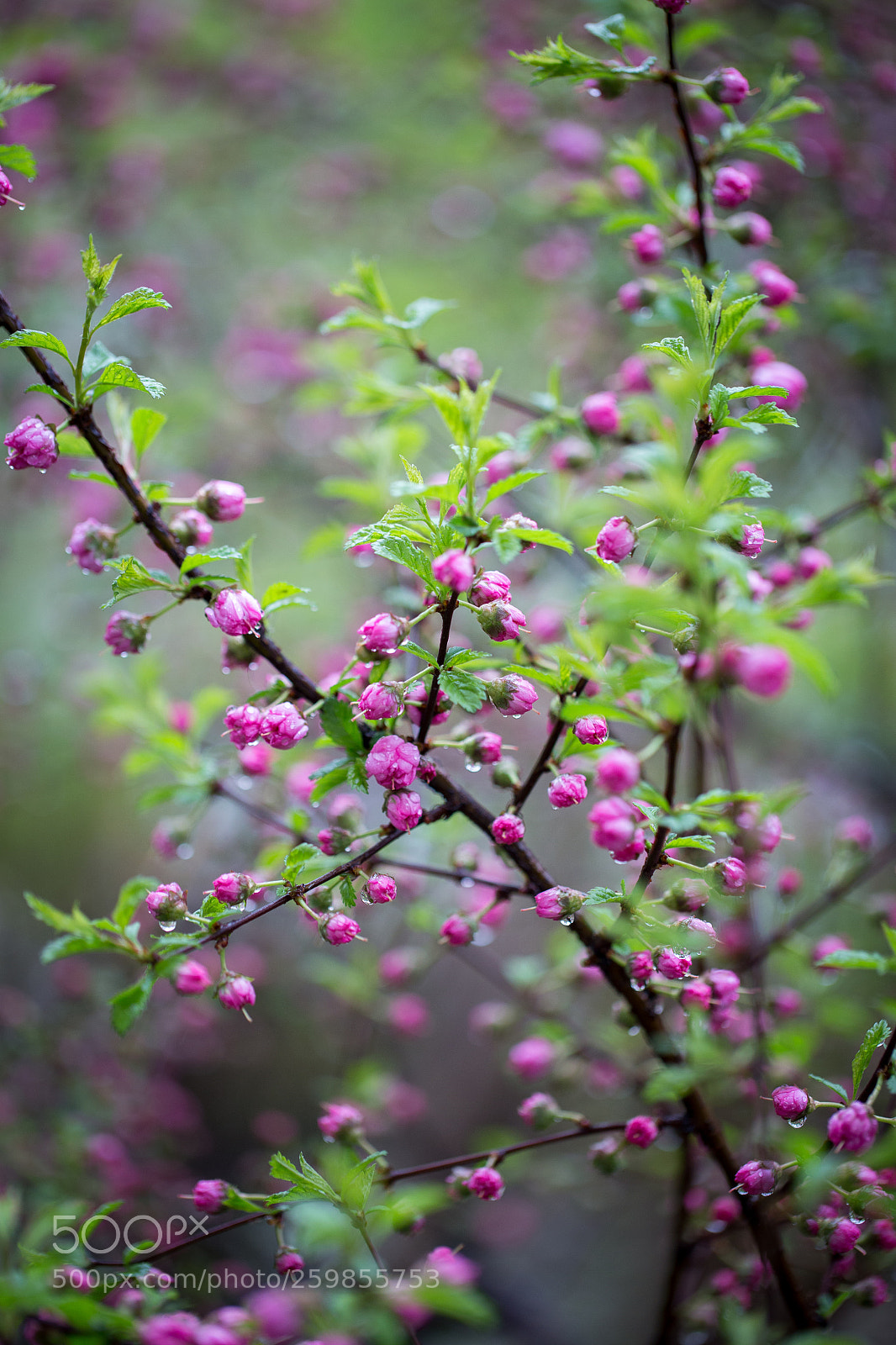 Canon EOS 6D sample photo. Sakura photography