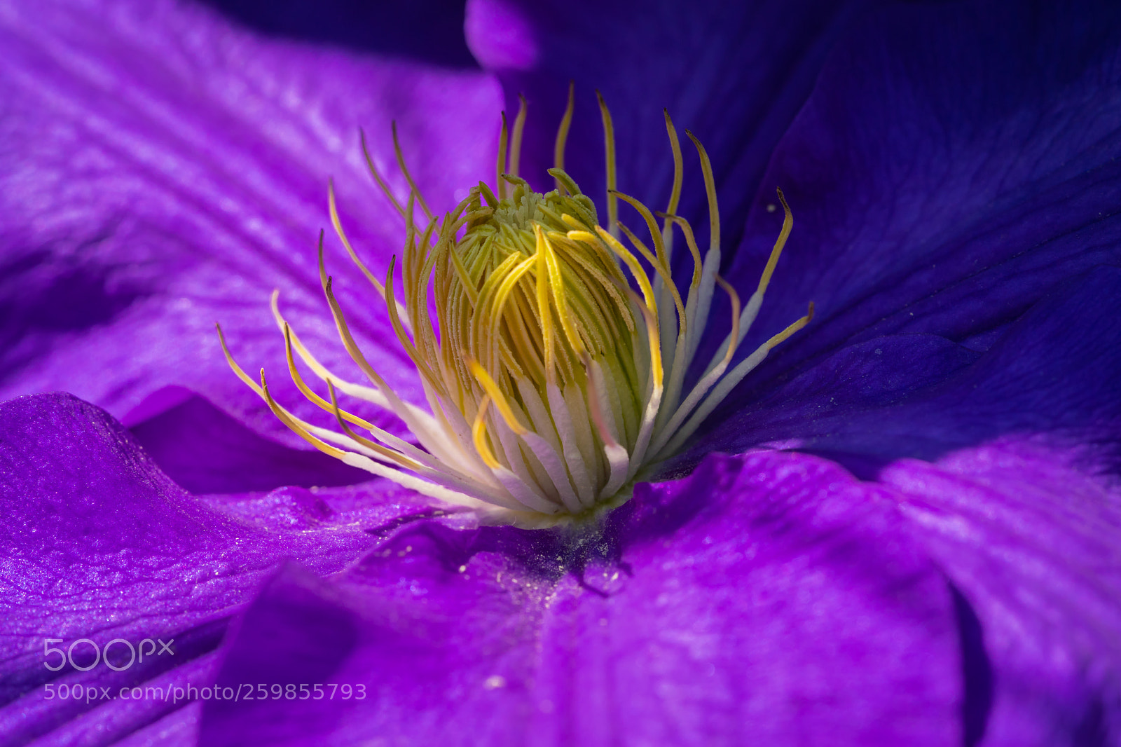 Sony a7 II sample photo. Clematis photography