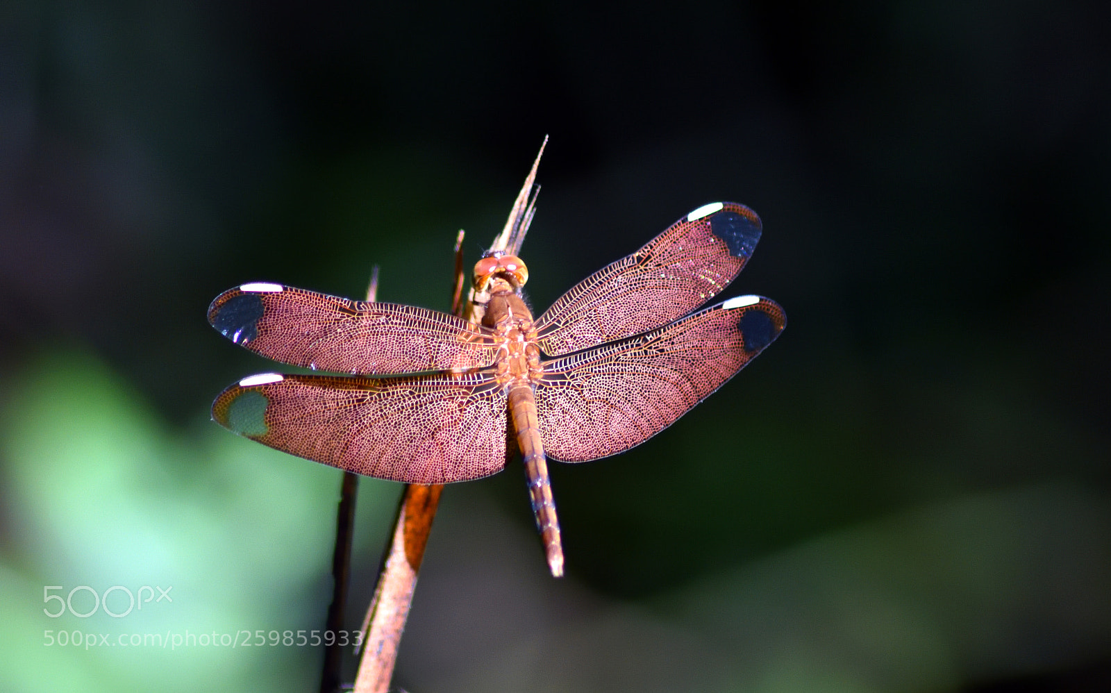 Nikon D7200 sample photo. Neurothemis fluctuans (male) photography