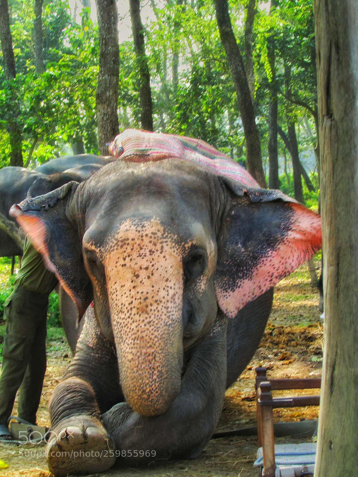 Canon PowerShot SX500 IS sample photo. Elephant photography