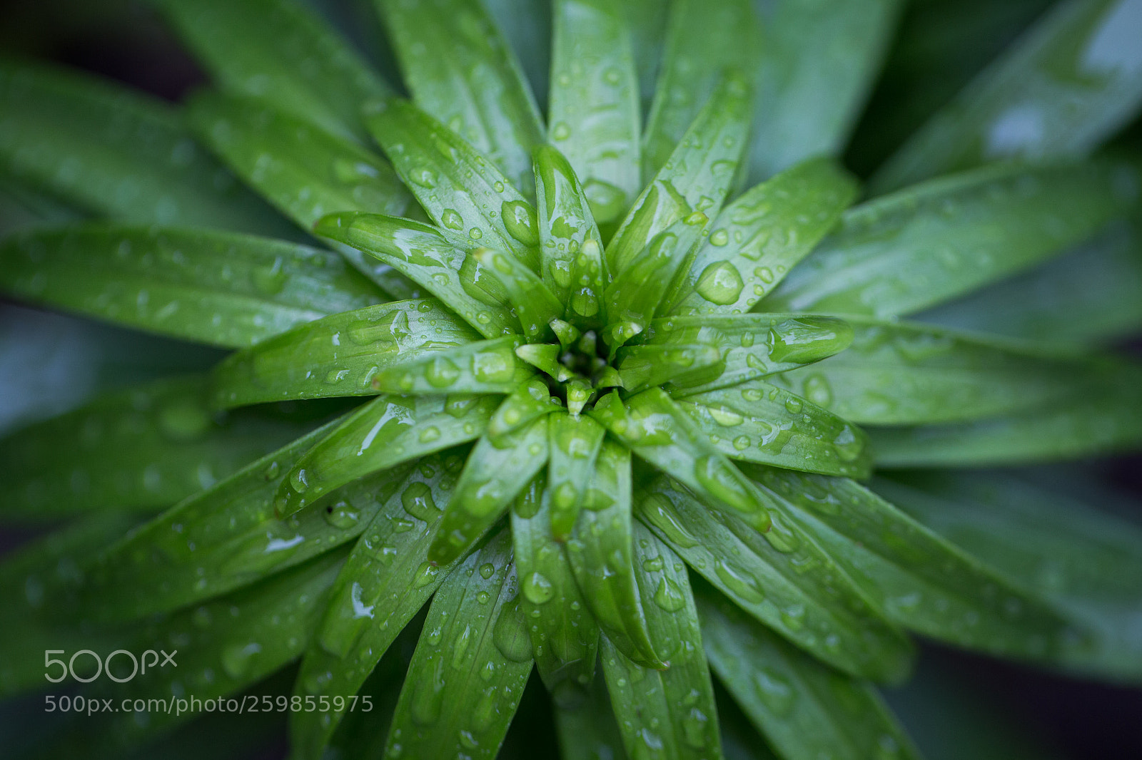 Canon EOS 6D sample photo. Fresh photography